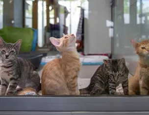 Das sind nicht meine Katzen, leider habe ich kein Bild von ihnen weil sie sich nicht gut vertragen